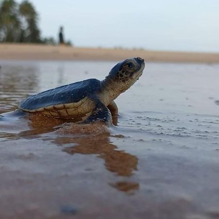 Turtle Watch Cabana Bed & Breakfast Tangalle Dış mekan fotoğraf