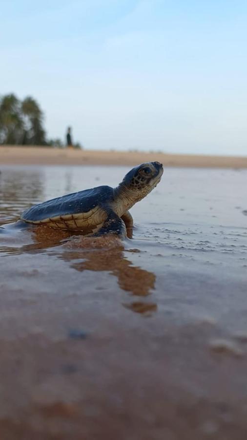 Turtle Watch Cabana Bed & Breakfast Tangalle Dış mekan fotoğraf